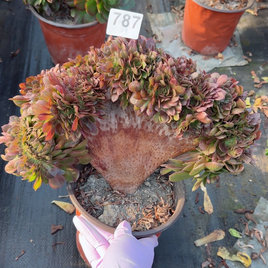 787多肉植物万圣花缀