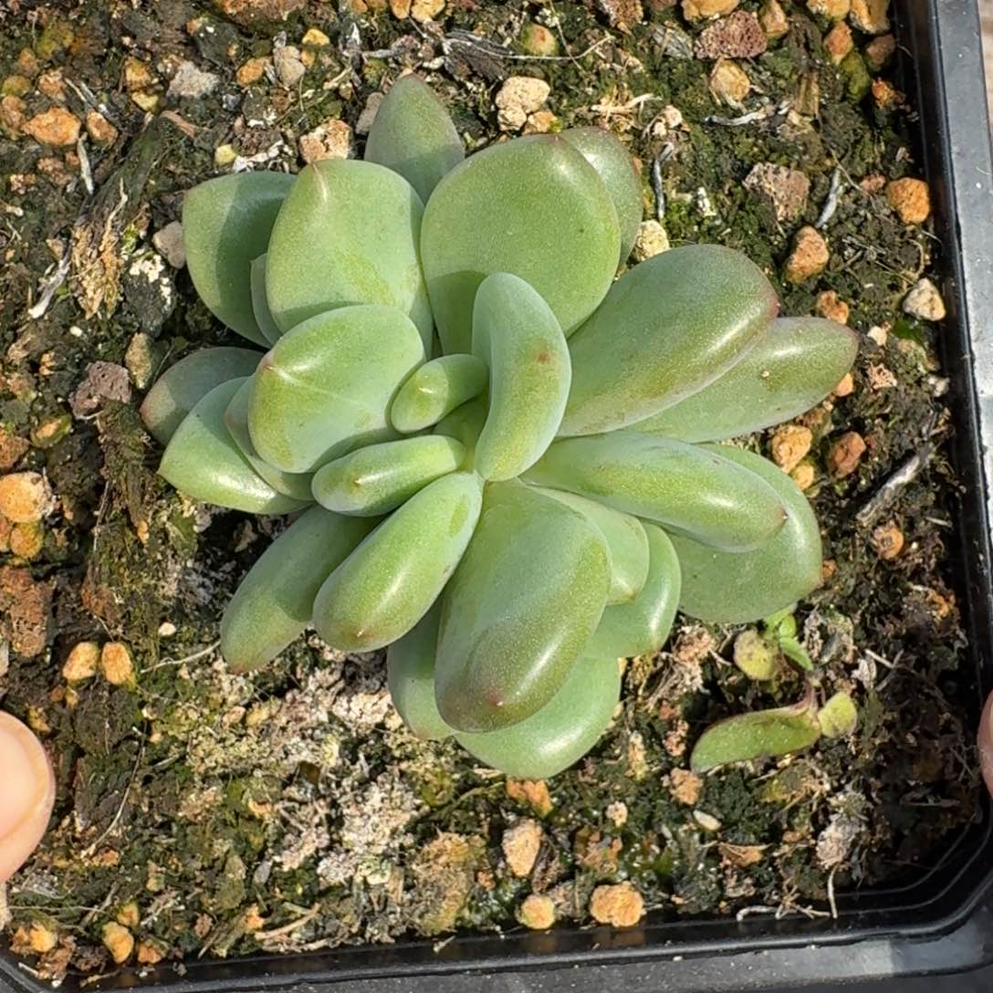 橘落 3头 一物一拍