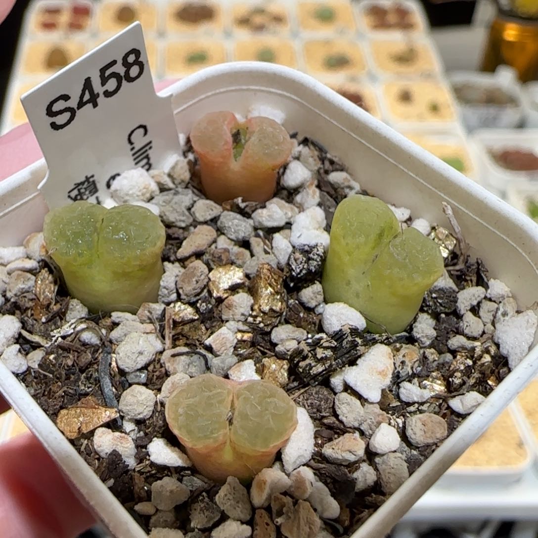 肉锥多肉植物百科-粉樱598