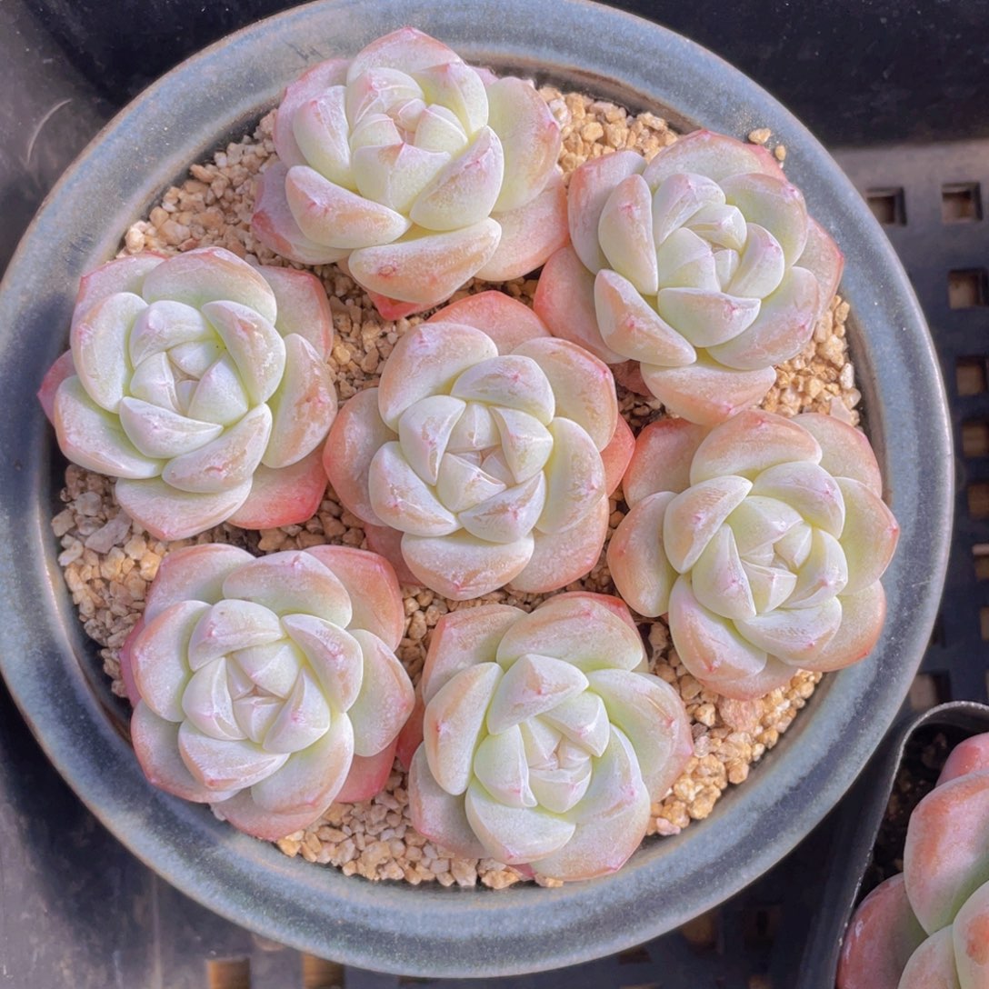 量拍100号 樱花钻石冰玉单头7个