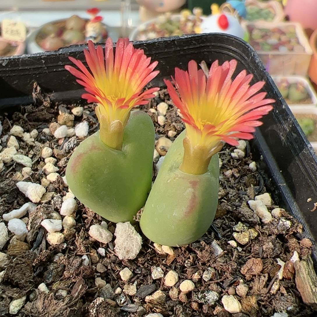 【闪购商品】219 红花