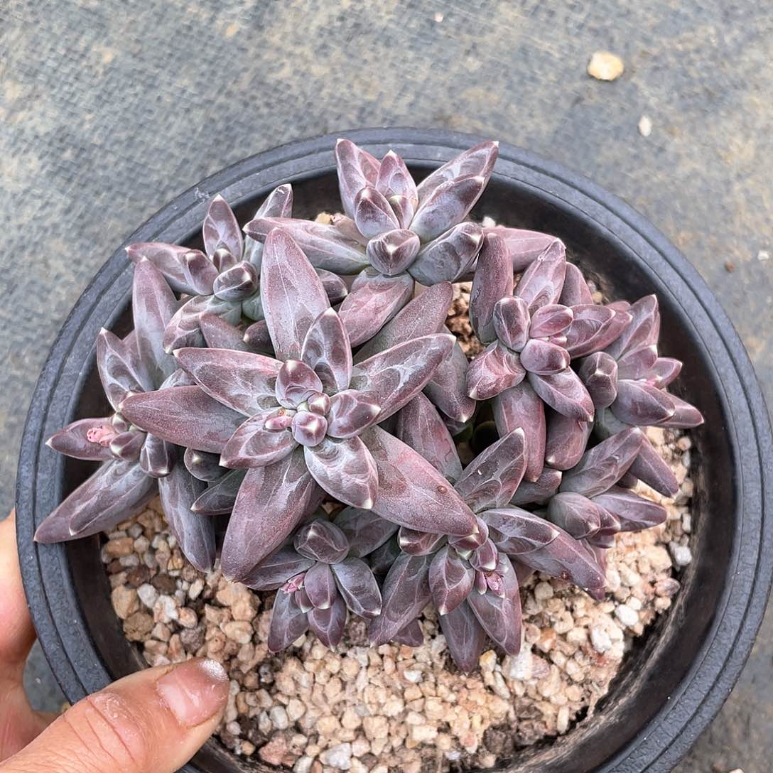 多肉植物多肉植物