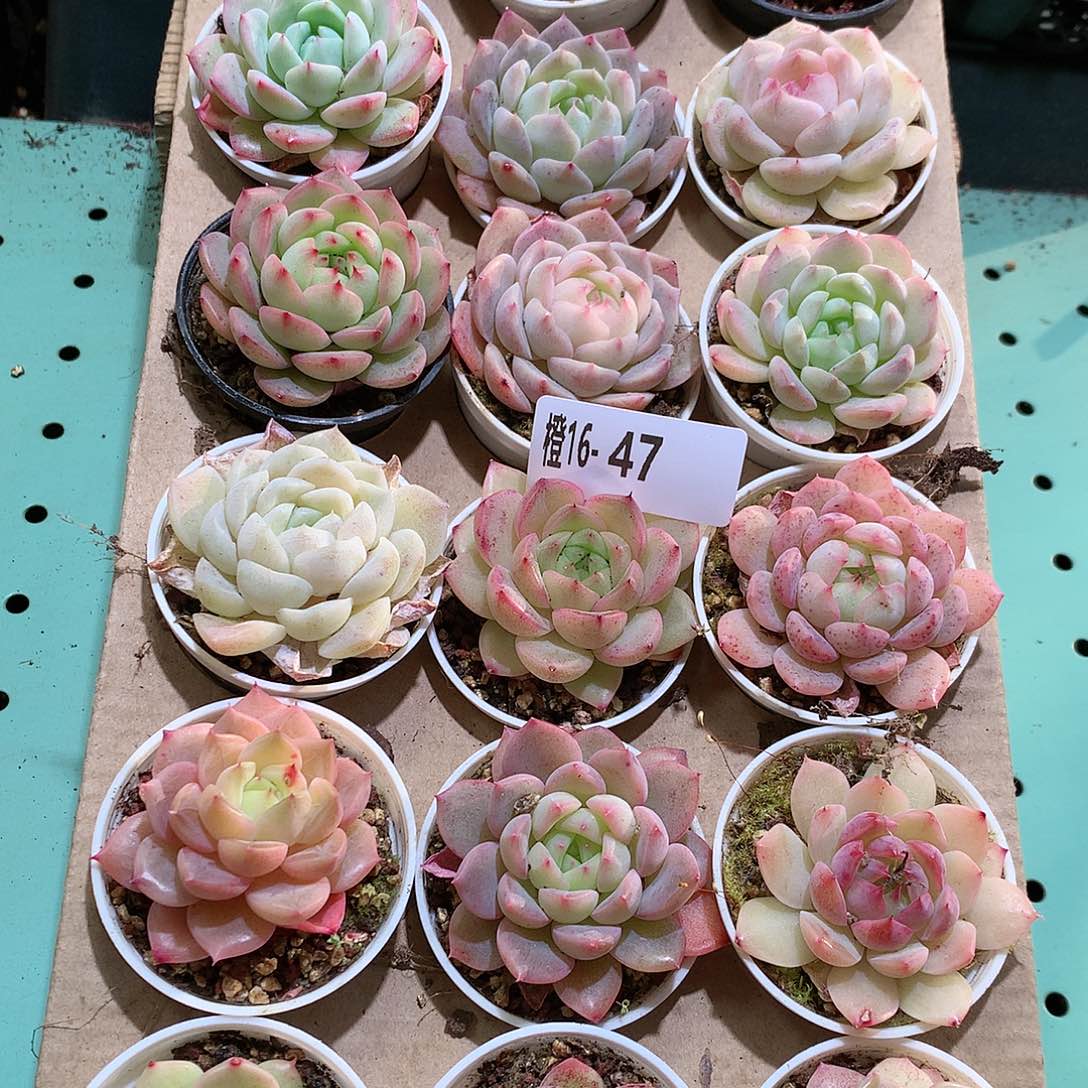 16-47一物一拍带盆18颗