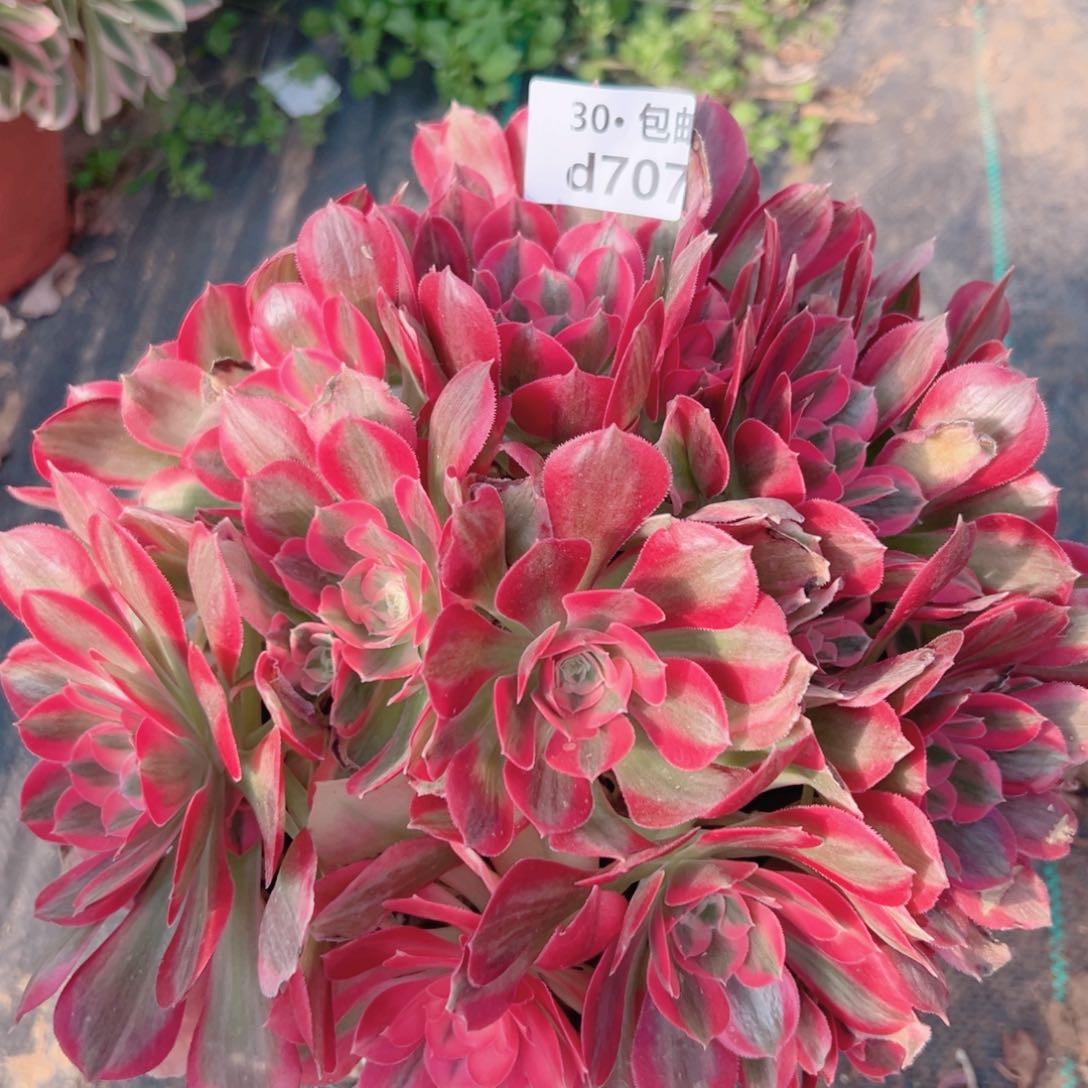 707女郎多肉法师