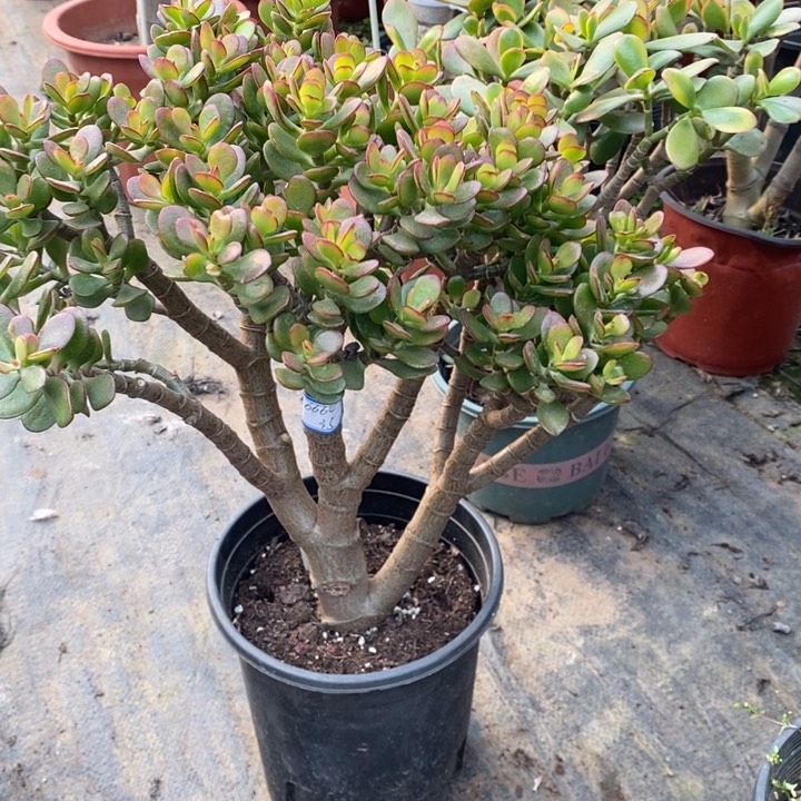 姬红花月一物一拍