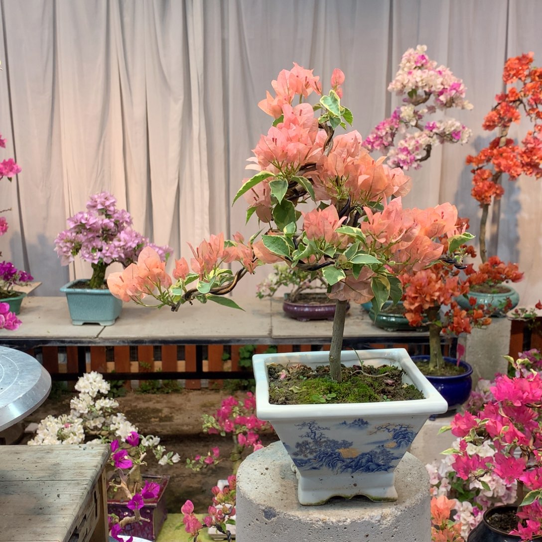 大量花朵（建议范围：8朵-15朵 或40%以上）