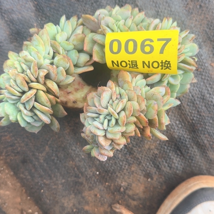 67号血凤高桩缀化