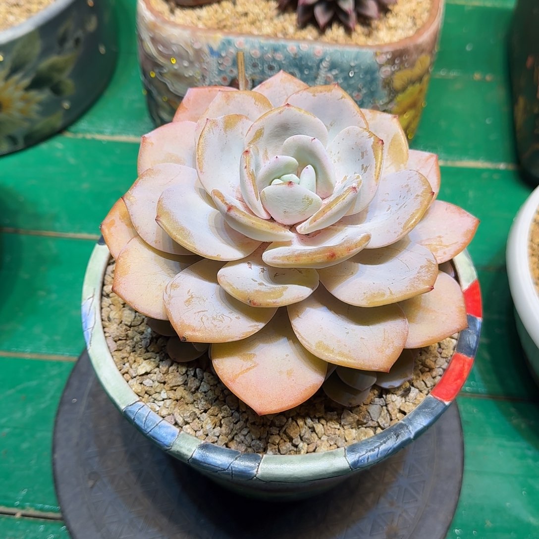 知****多肉植物多肉植物