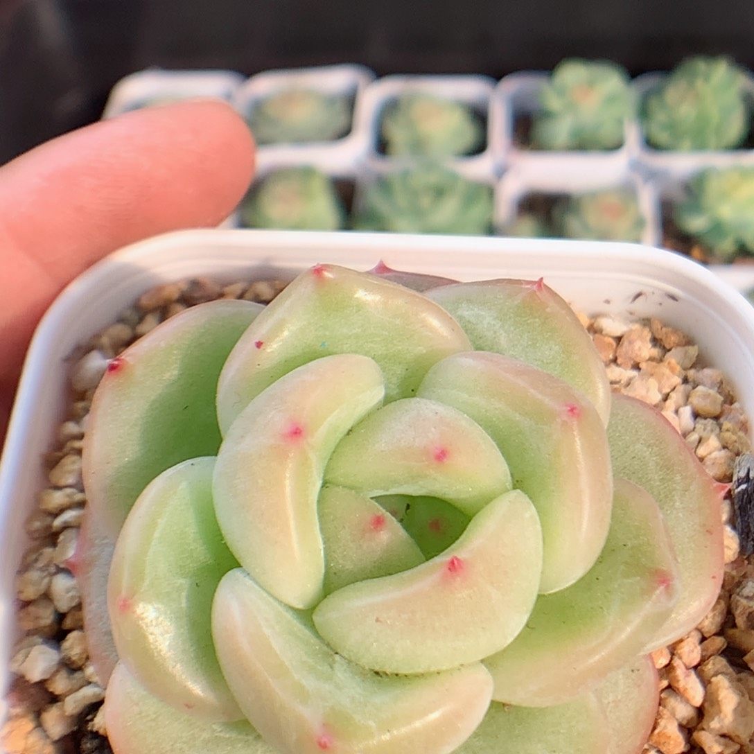 一物一拍精品多肉。珍妮176