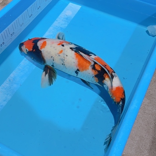 海水赤木芒果昭和