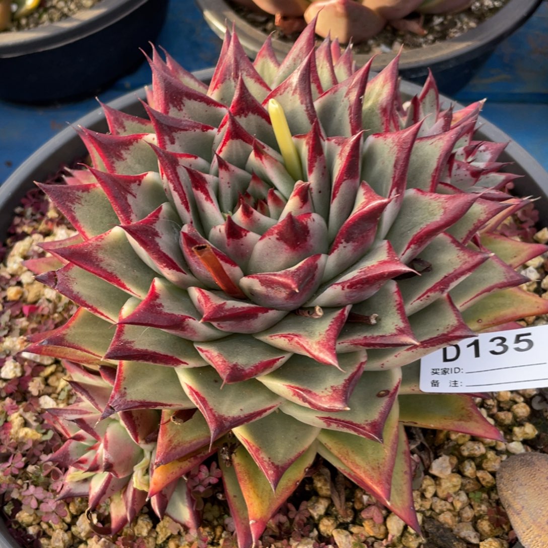 无花朵若如东云单拍D135