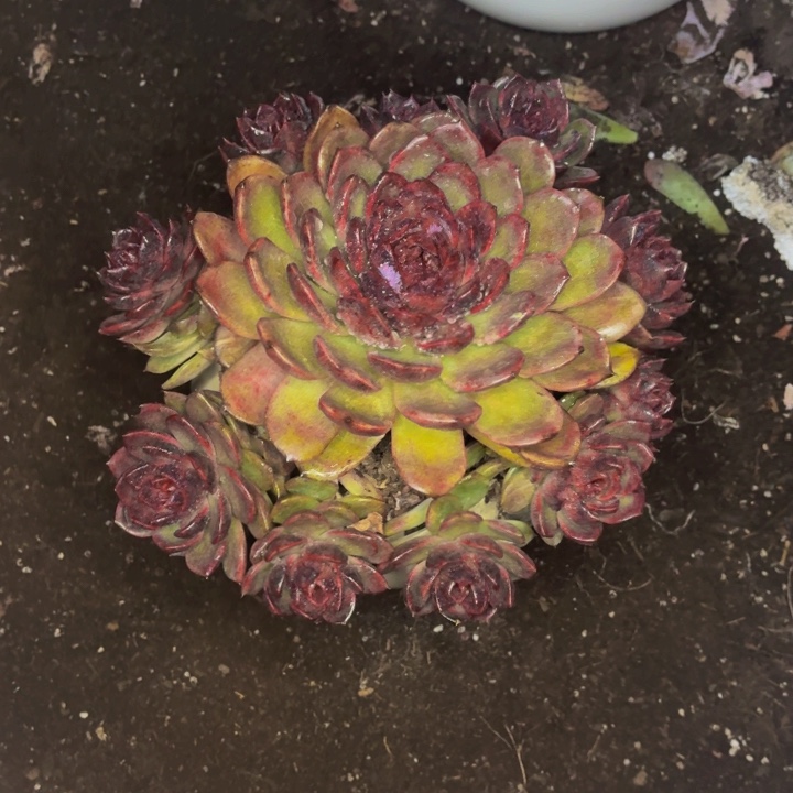 K***e老桩精品肉肉紫水晶带盆