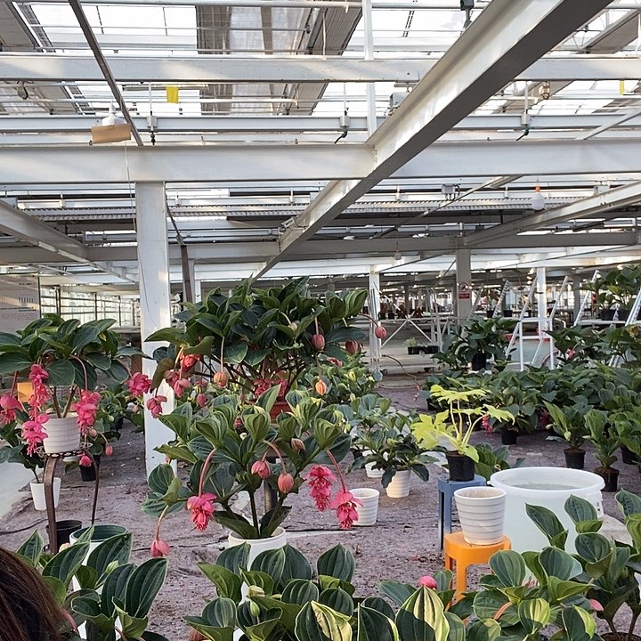 橙***莉完全开放9花苞玫红