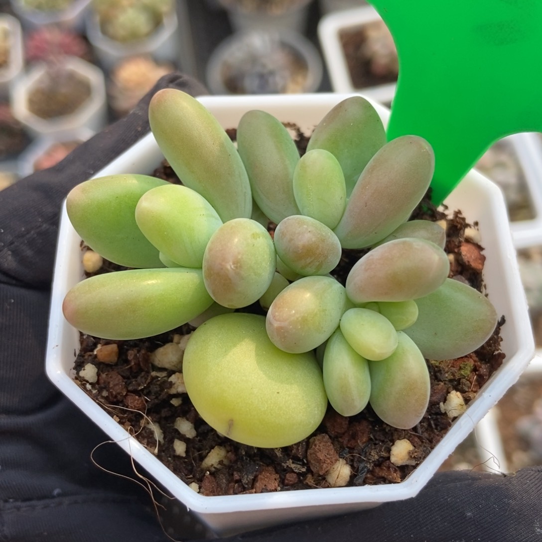 739芒果美人多肉植物保护