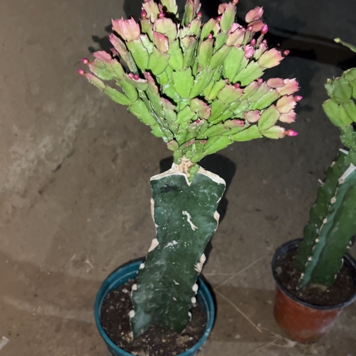 程***奶当前无花栽培后可以开花桑巴18