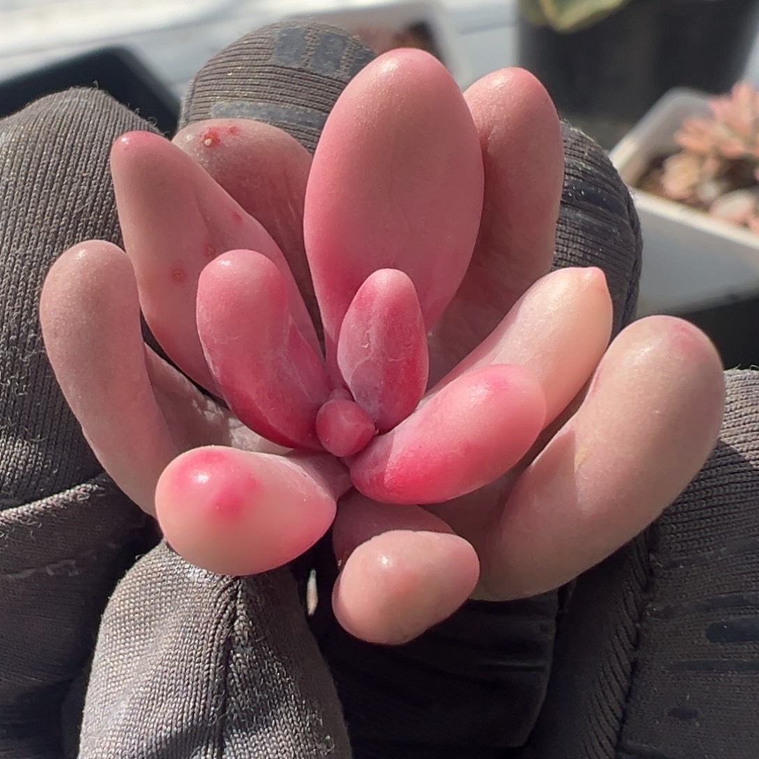 红手指锦，覆轮锦砍头