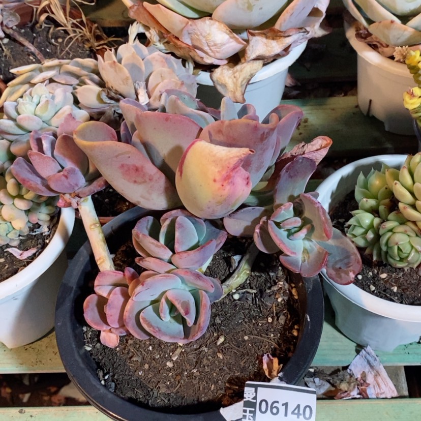【闪购商品】岚****室疯狂锦06140