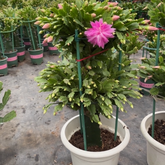 *****两层2224蟹爪兰8418