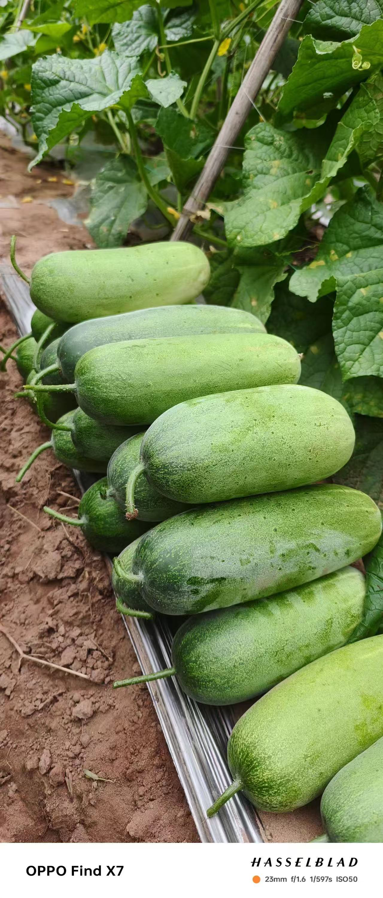 云南临沧孟定新鲜当季现摘现发清脆爽口老品种山地露天种植水黄瓜