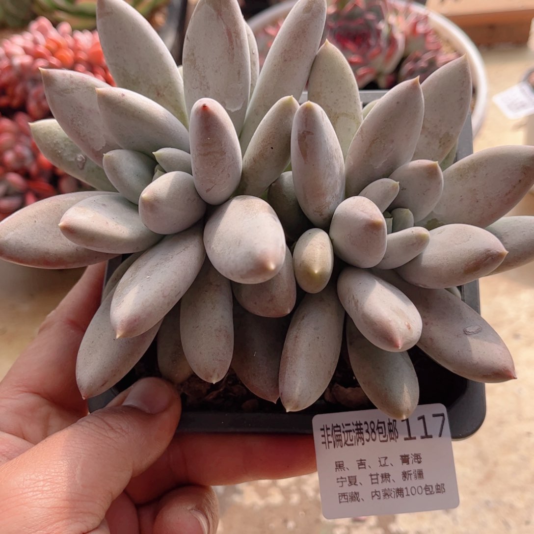 117哥特萝莉德华多肉