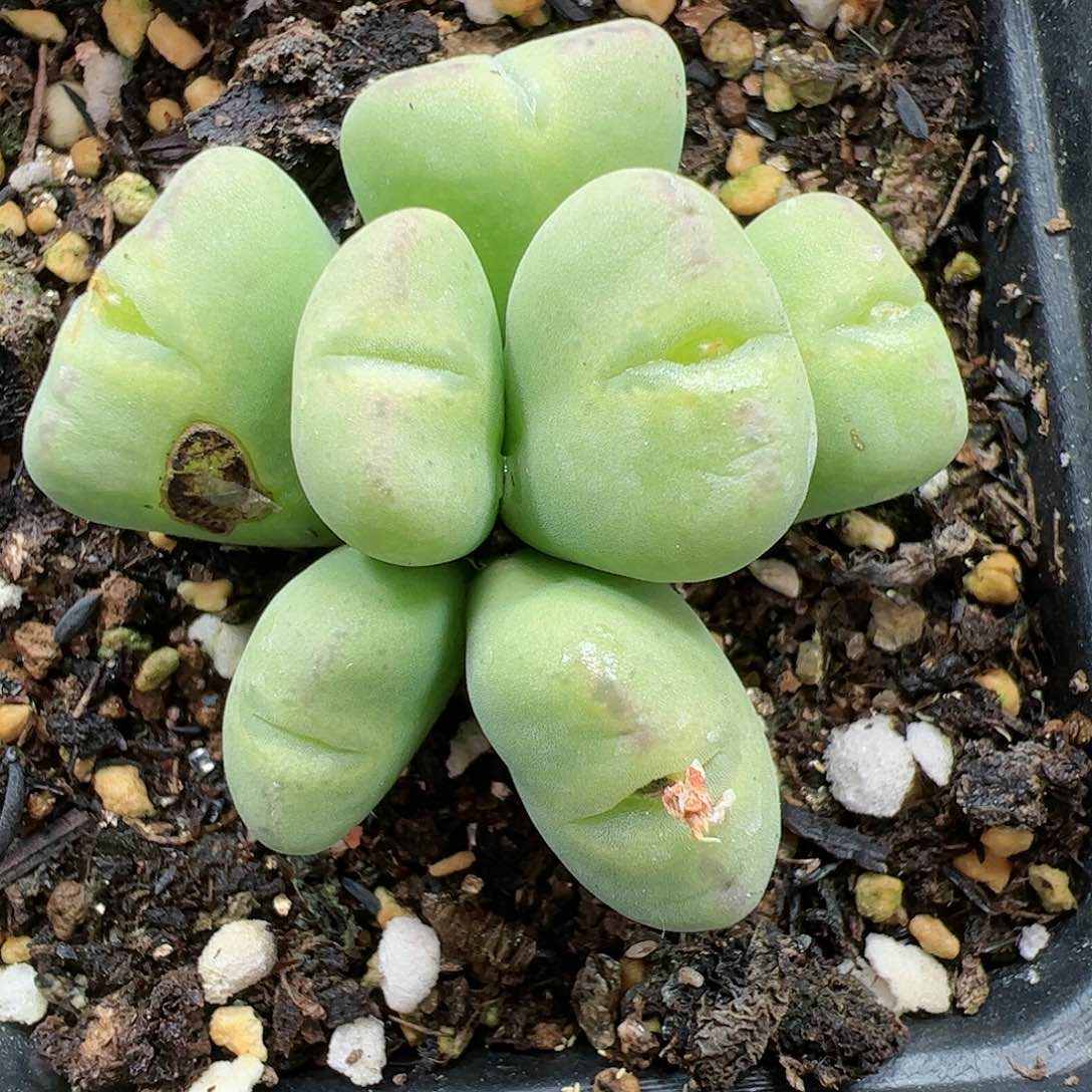 【闪购商品】130秒