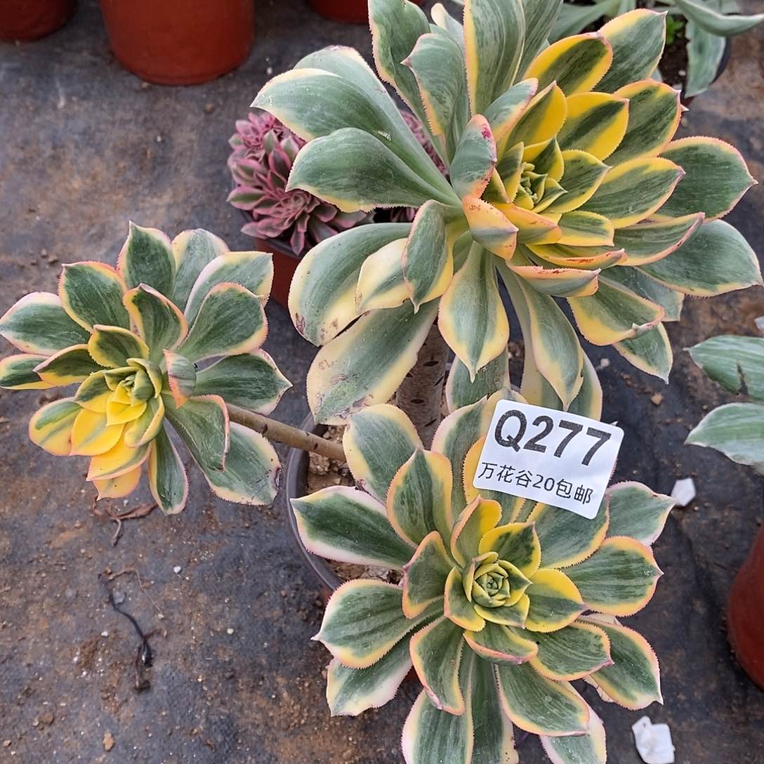 277灿烂多肉植物