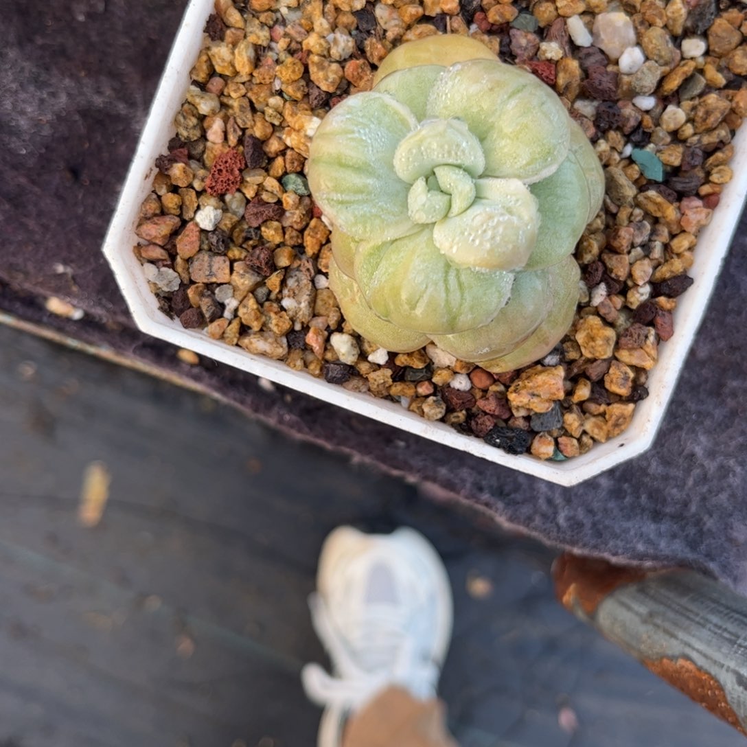 金***逸1111111111111111