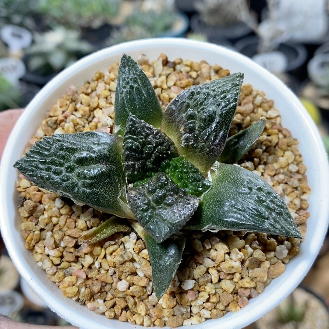 1063号实生哥斯拉牡丹7cm