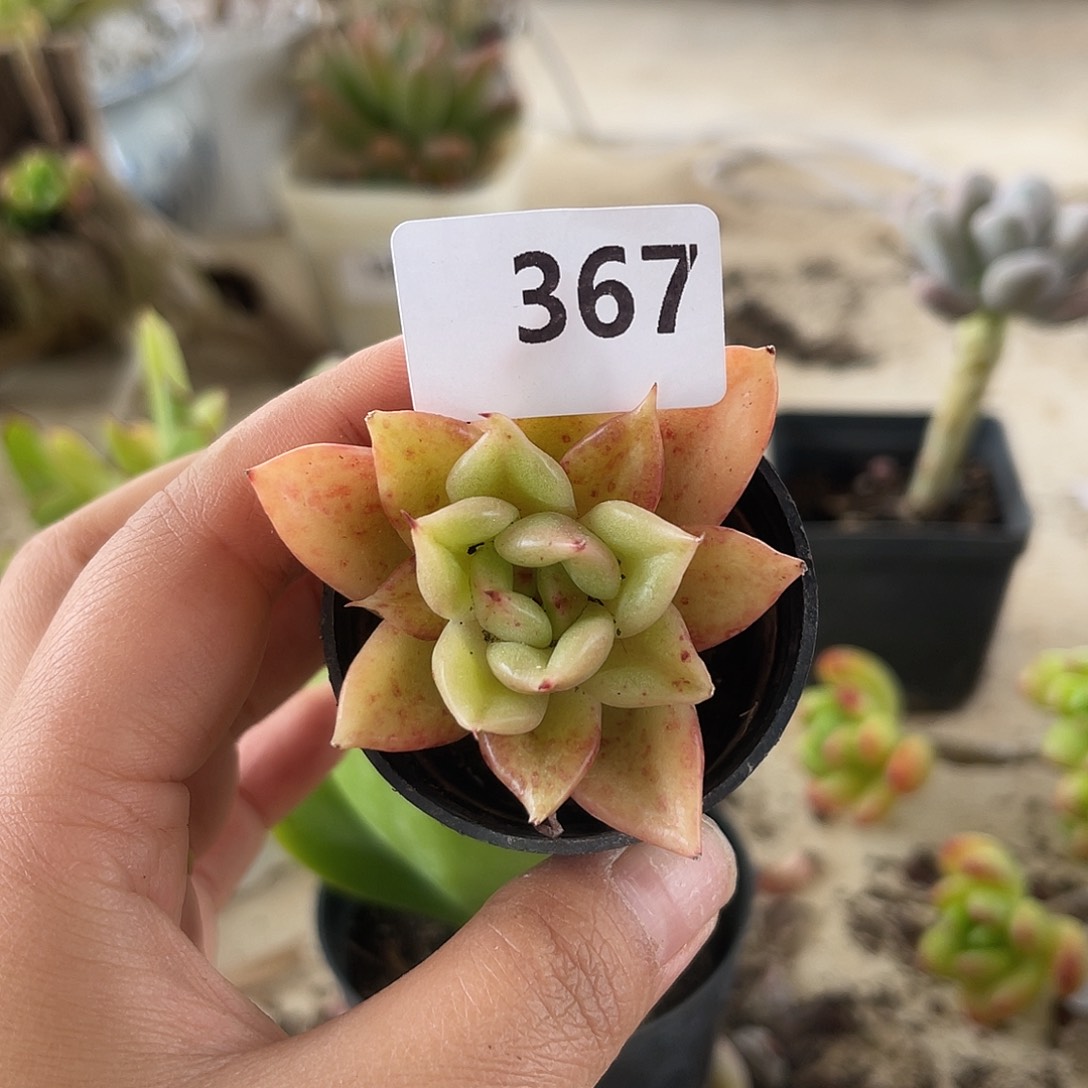 蜡牡丹杂。 367。 1111111