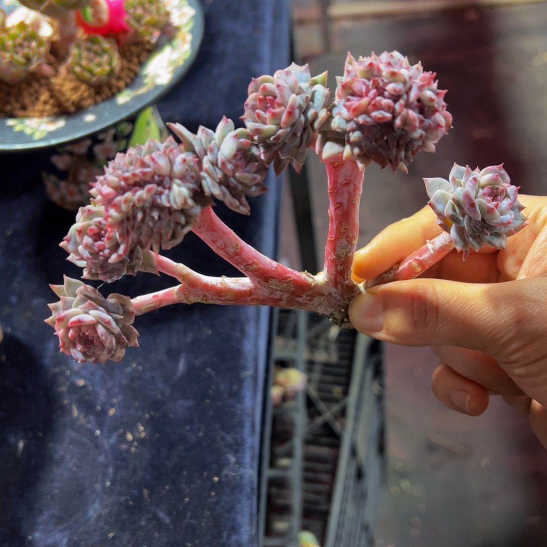 树莓红茶冰魄缀化