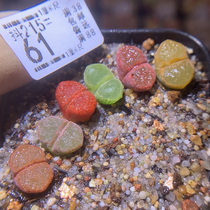 精品生石花215.61