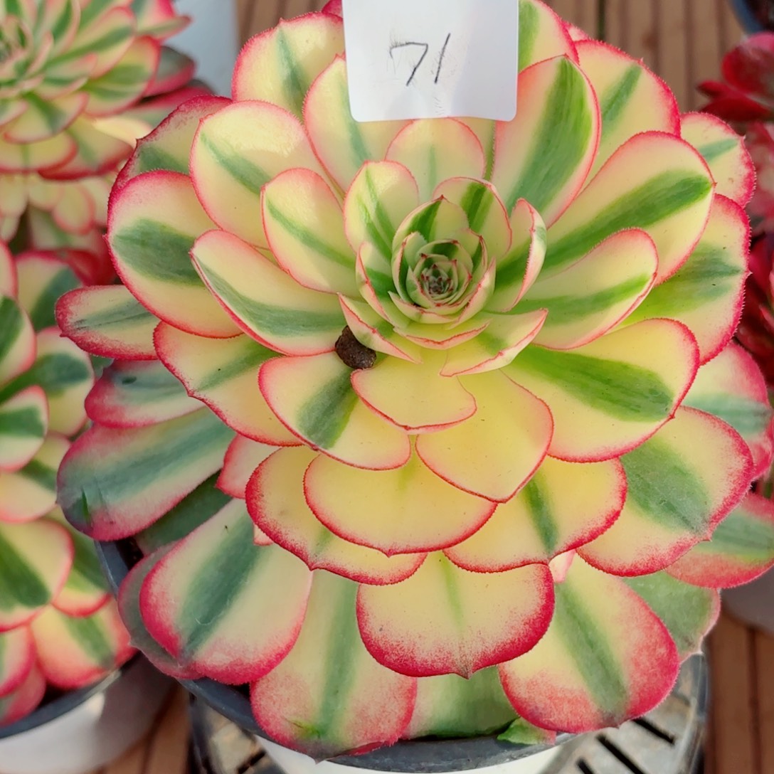 一物一拍多肉法师71