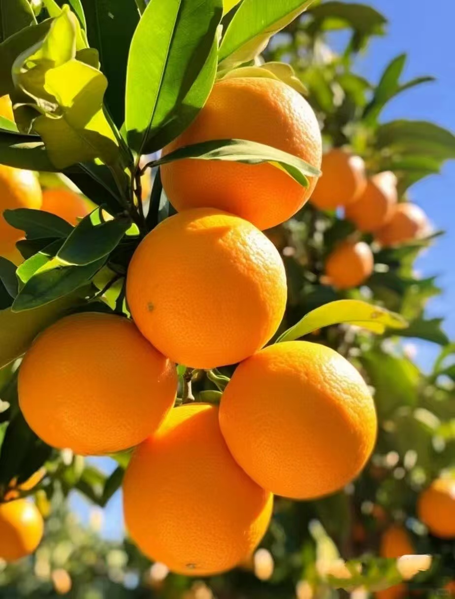 正宗江西赣南脐橙孕妇水果原生态香甜多汁原产地直发