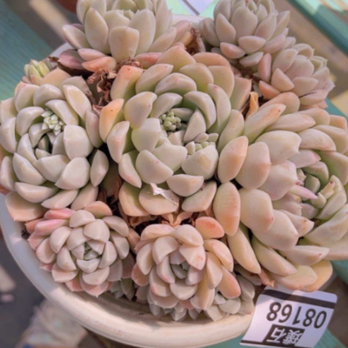 【闪购商品】奶油美人08168