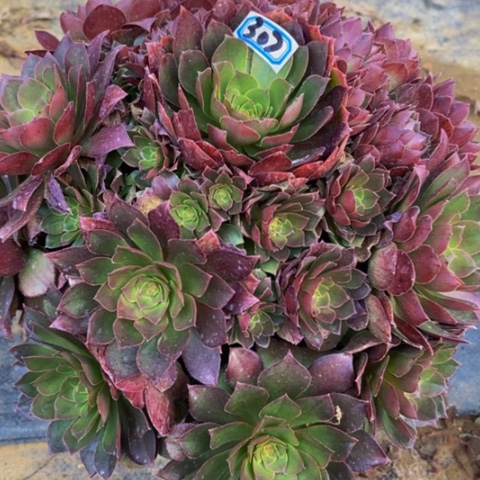 万圣节变异多肉植物307多肉