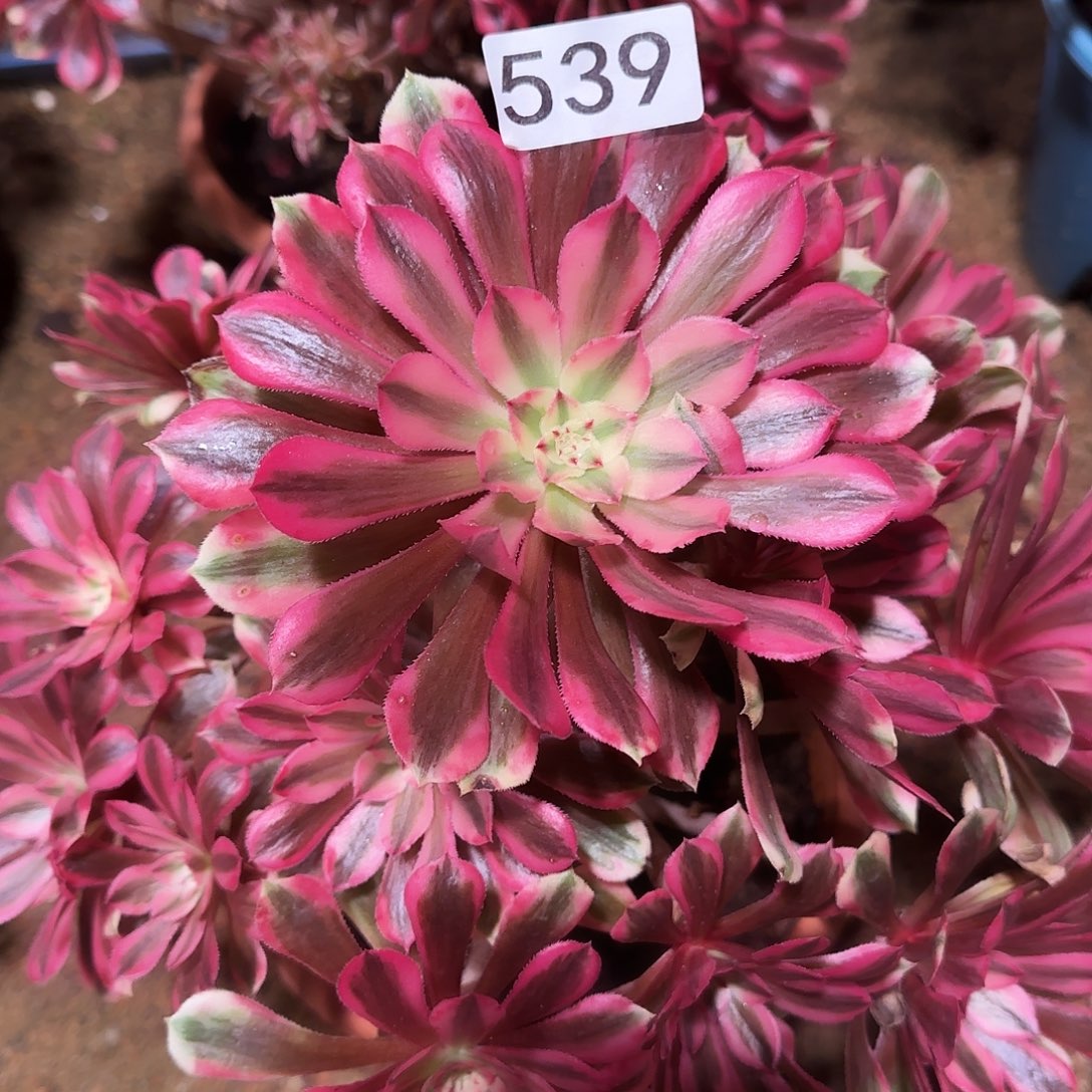 多肉植物法师粉铜539