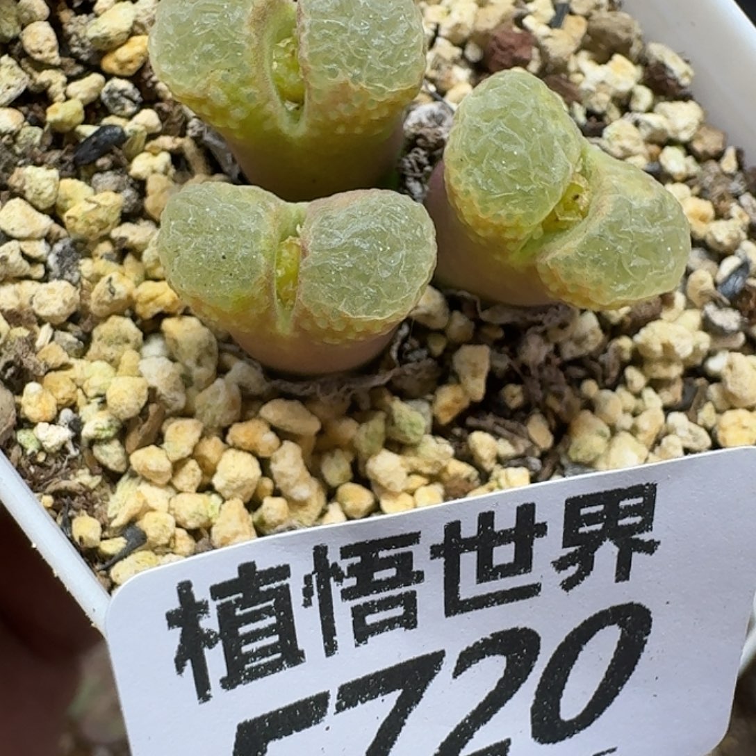 多肉植物的润泽gbnk