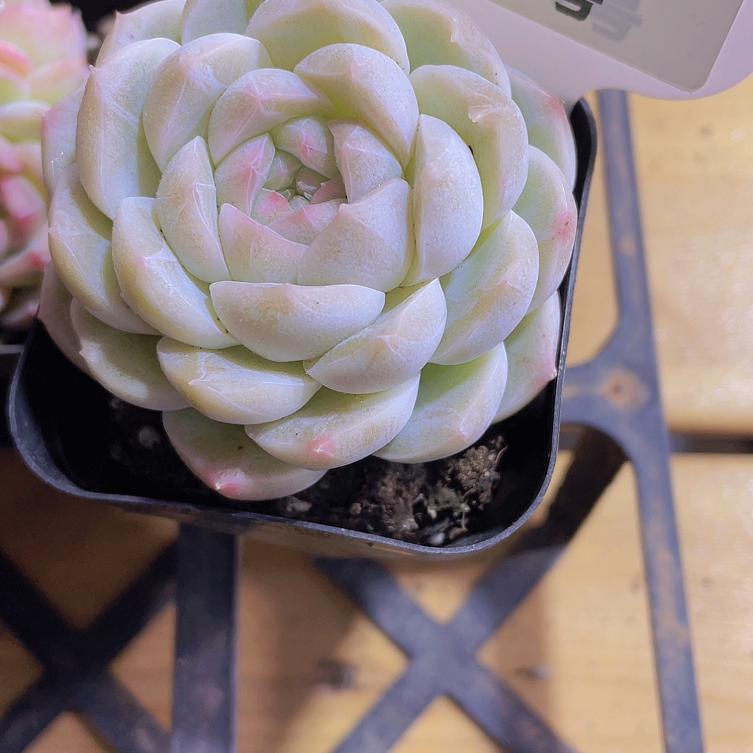 3号 丸叶白白桃单头