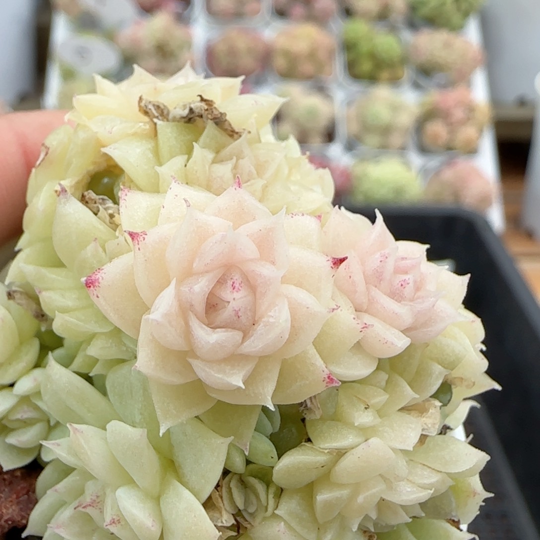 【闪购商品】0116-33