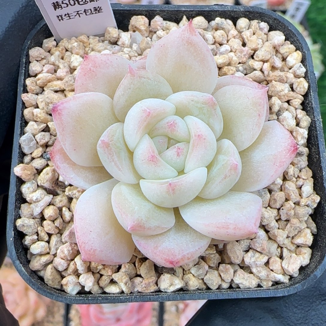 065    孤品   5厘米盆