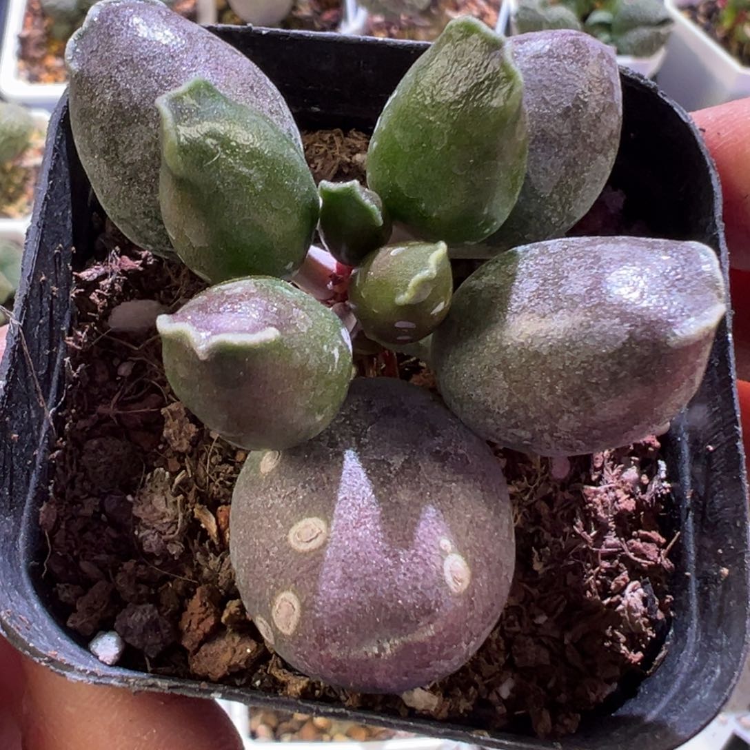 全紫海豹多肉植物水泡