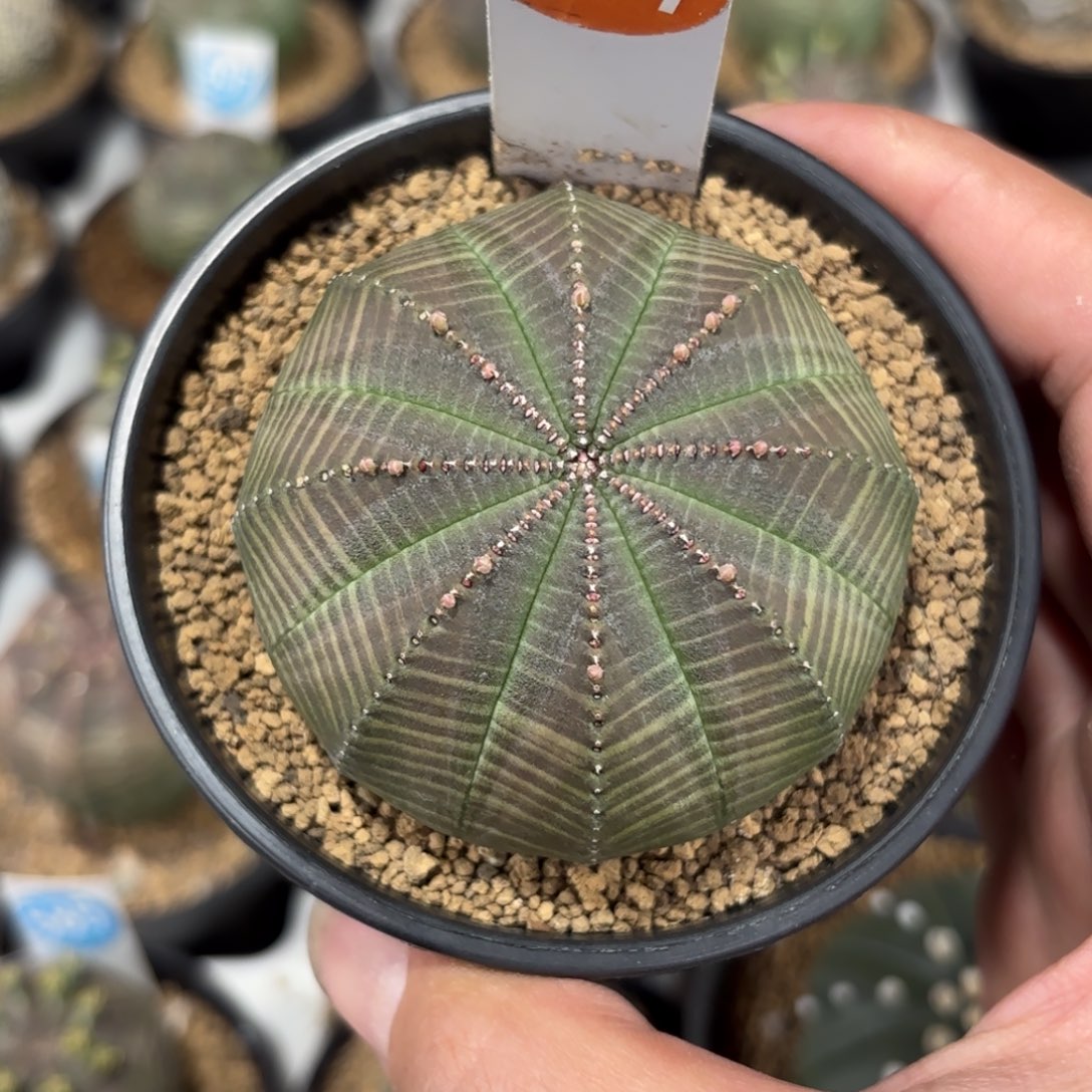 101实生布纹球带盆带土发货