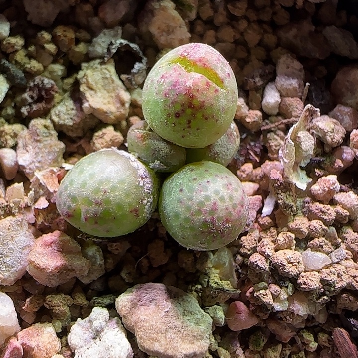 草莓斑马微瑕款。     798