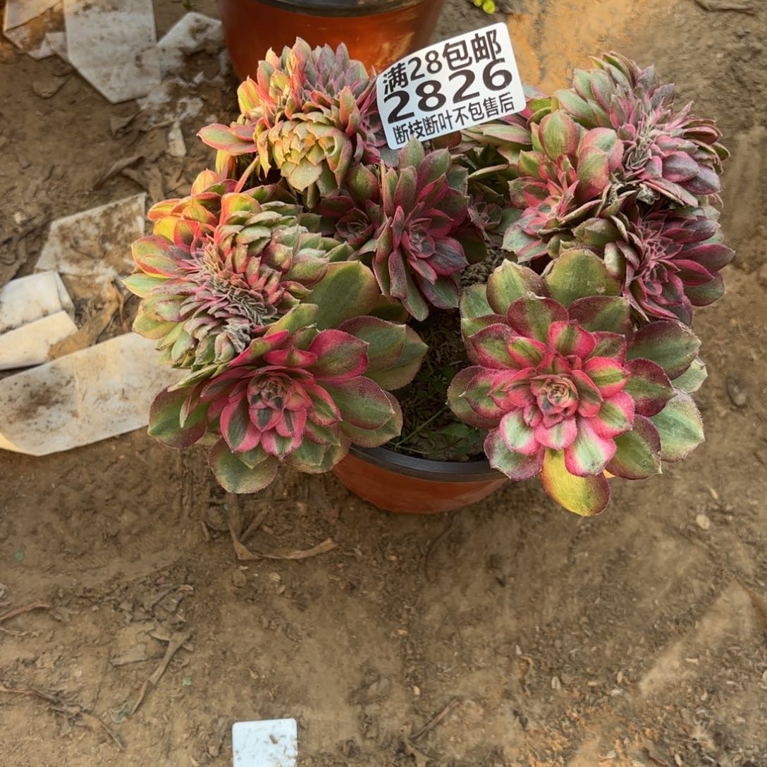 M. 2826万白缀多肉，cad