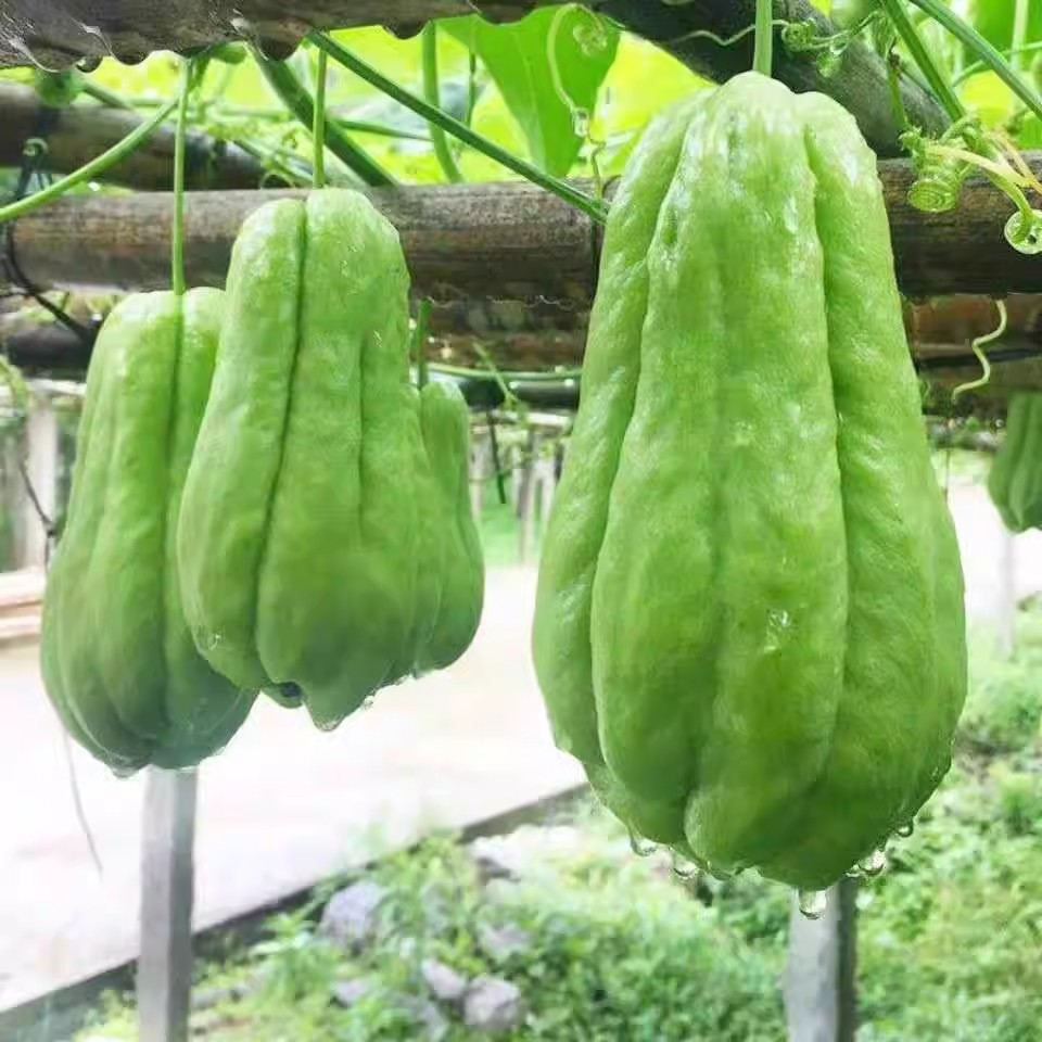 云南高原新鲜佛手瓜