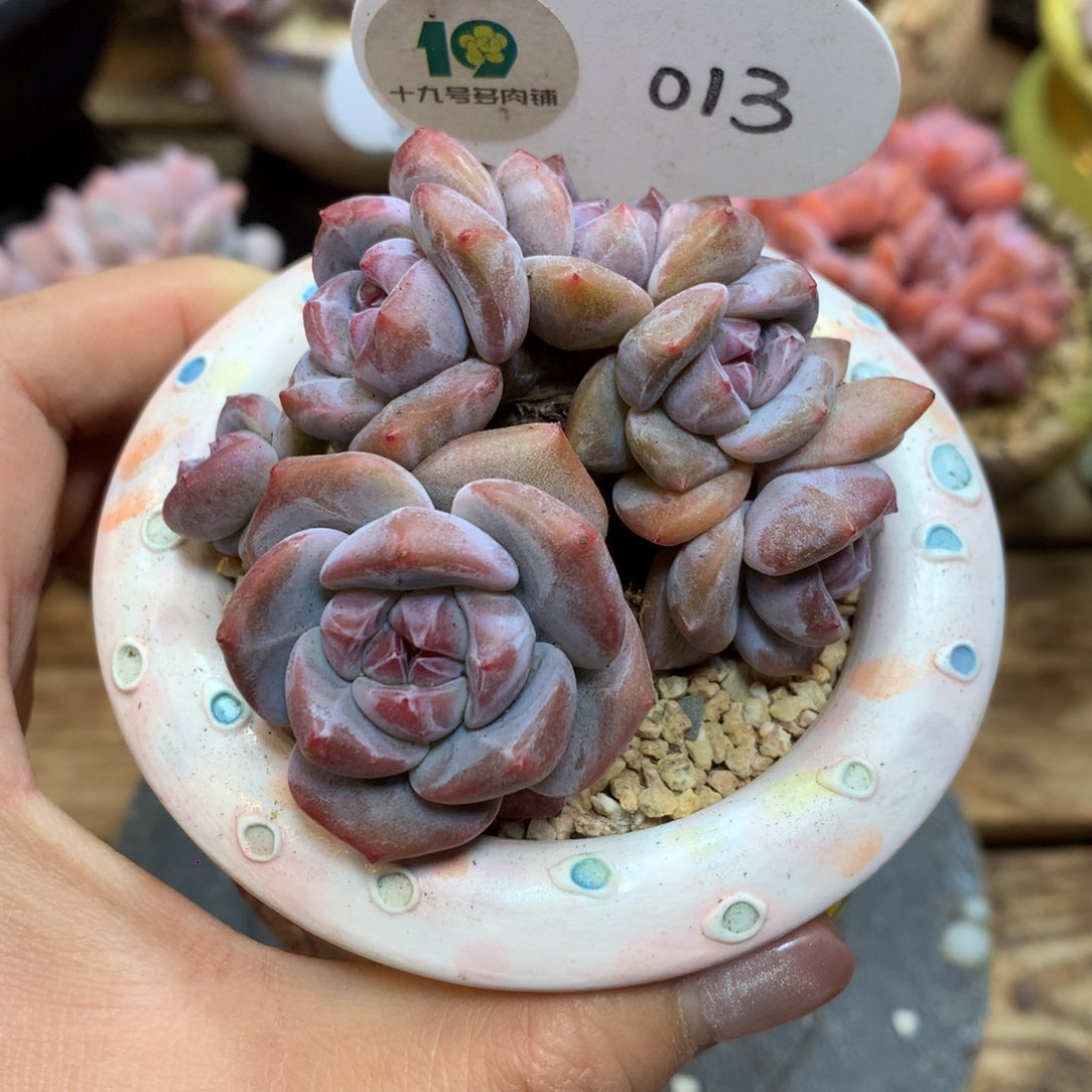 013 模特同款突尼斯 小脸群