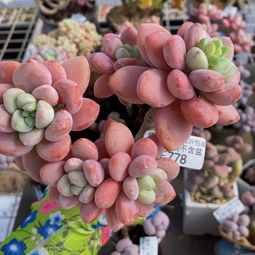 樱花洛神778/10c m