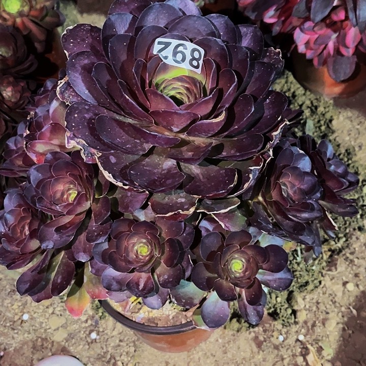 892魅金多肉植物处理不售后