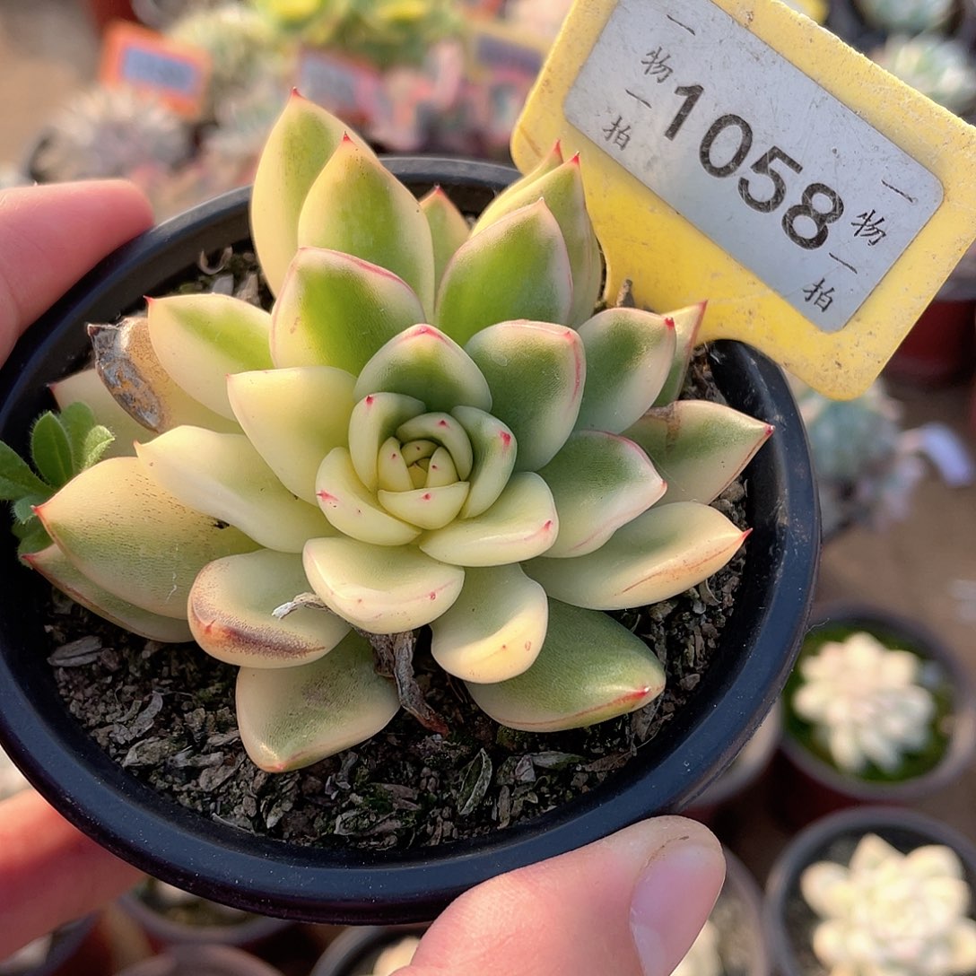 阿诗娜偏锦1058号