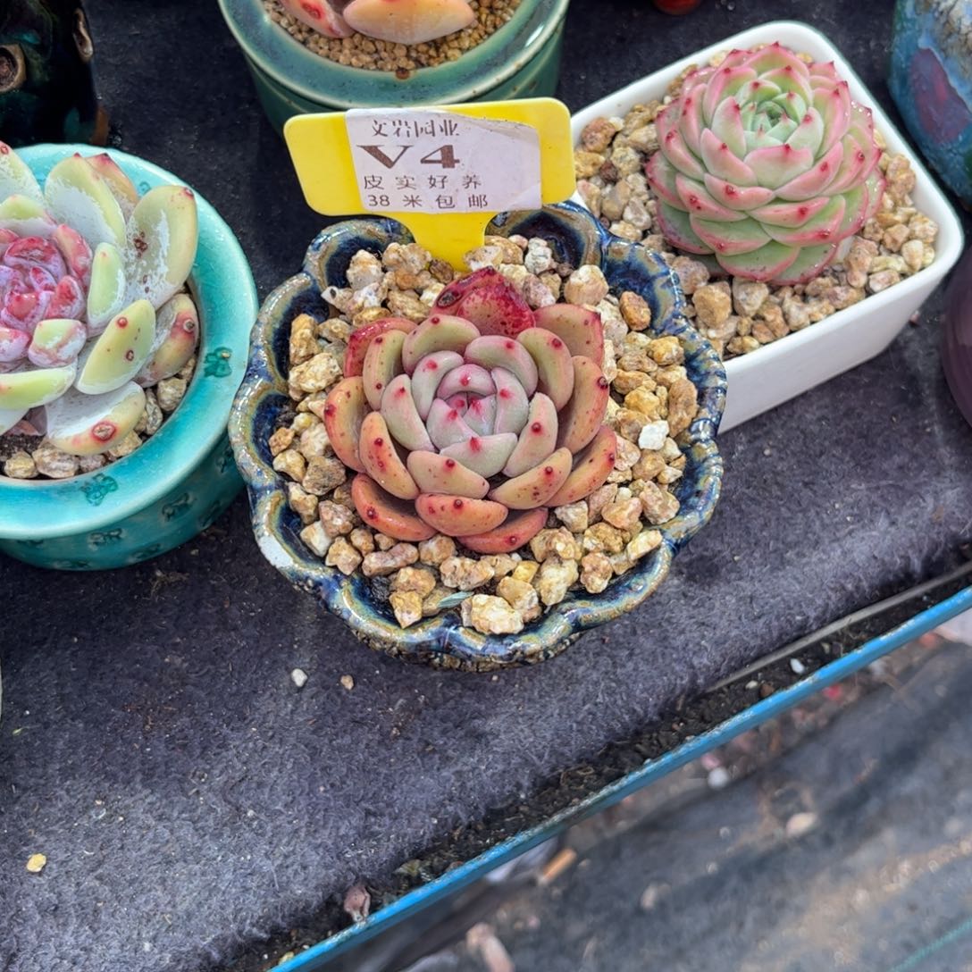 暖*多肉植物1111香饼